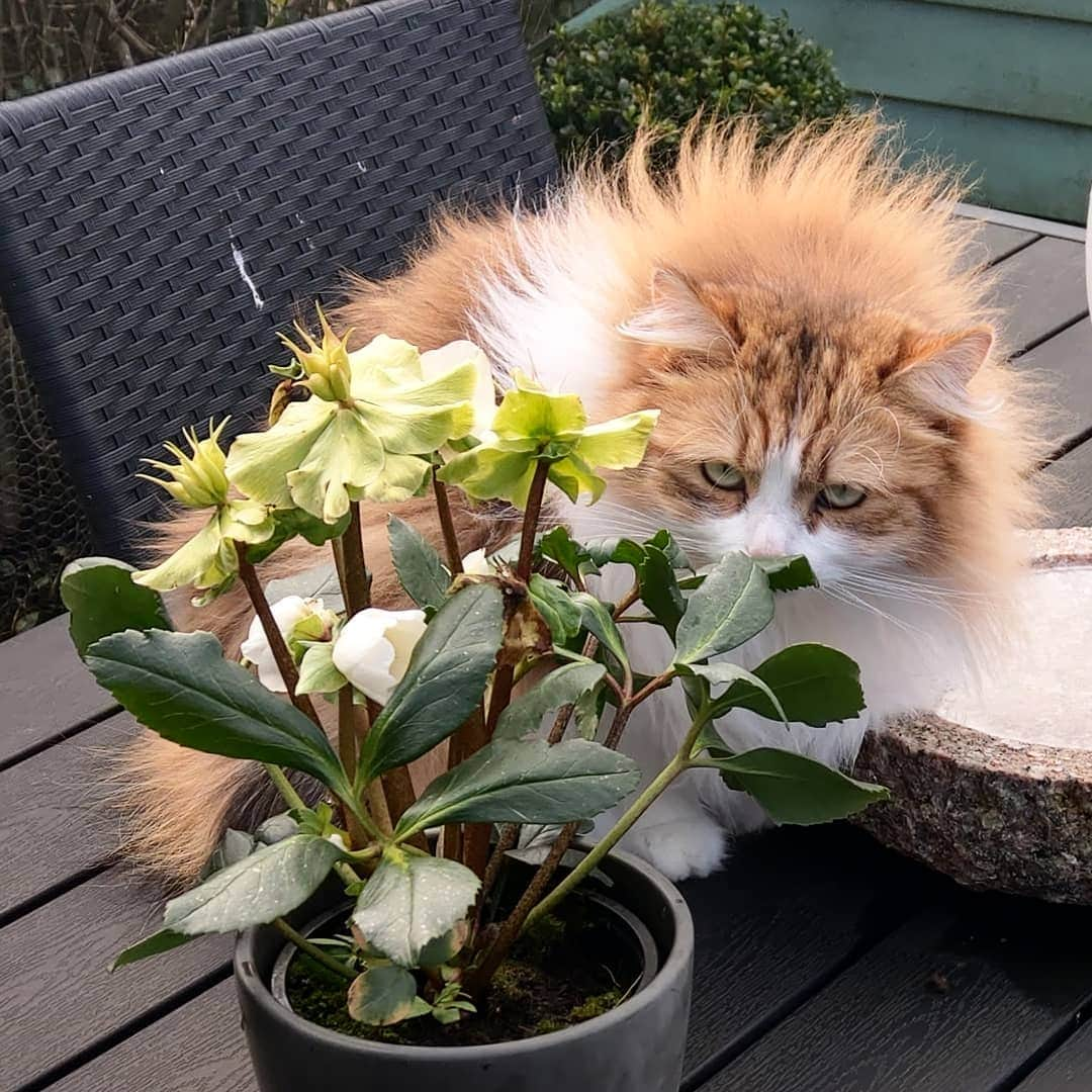 Nila & Miloさんのインスタグラム写真 - (Nila & MiloInstagram)「Nemi's fur does not show that it is in fact spring on Sunday. 😂❤️ #cat #mohawk #christmasrose #springtime」2月25日 21時18分 - nilamilo