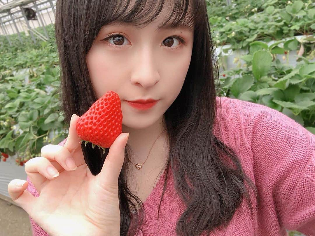 川本紗矢さんのインスタグラム写真 - (川本紗矢Instagram)「🍓 #いちご #いちご狩り」2月25日 21時52分 - sayaya_38