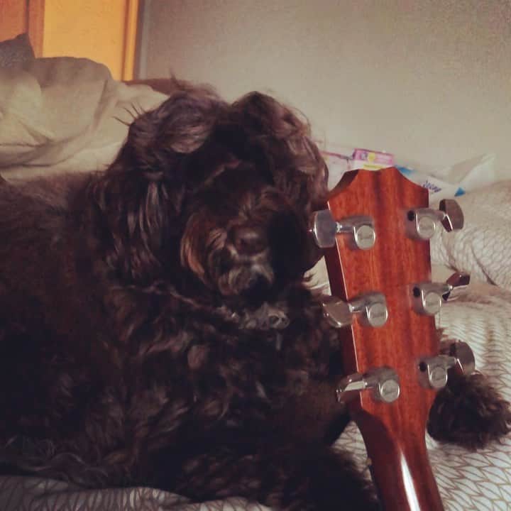 武井優心のインスタグラム：「作曲の邪魔してくる🐶  #いぬすたぐらむ」