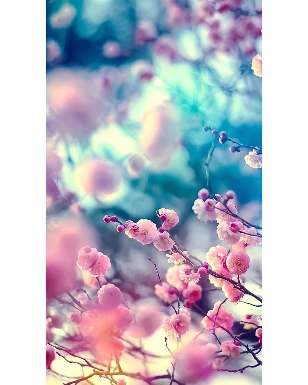 メグのん♡ A k i k oのインスタグラム：「♡ Flower path to the sky . . あちこちが静かで 人が少ないのは 雨の夜だからではないようです。 . マスクはいつ買えるのかな。 . こんな事で 今年の春は印象的です。 . みんなの心配事、 早く終息に向かいますように。 . . ♡」