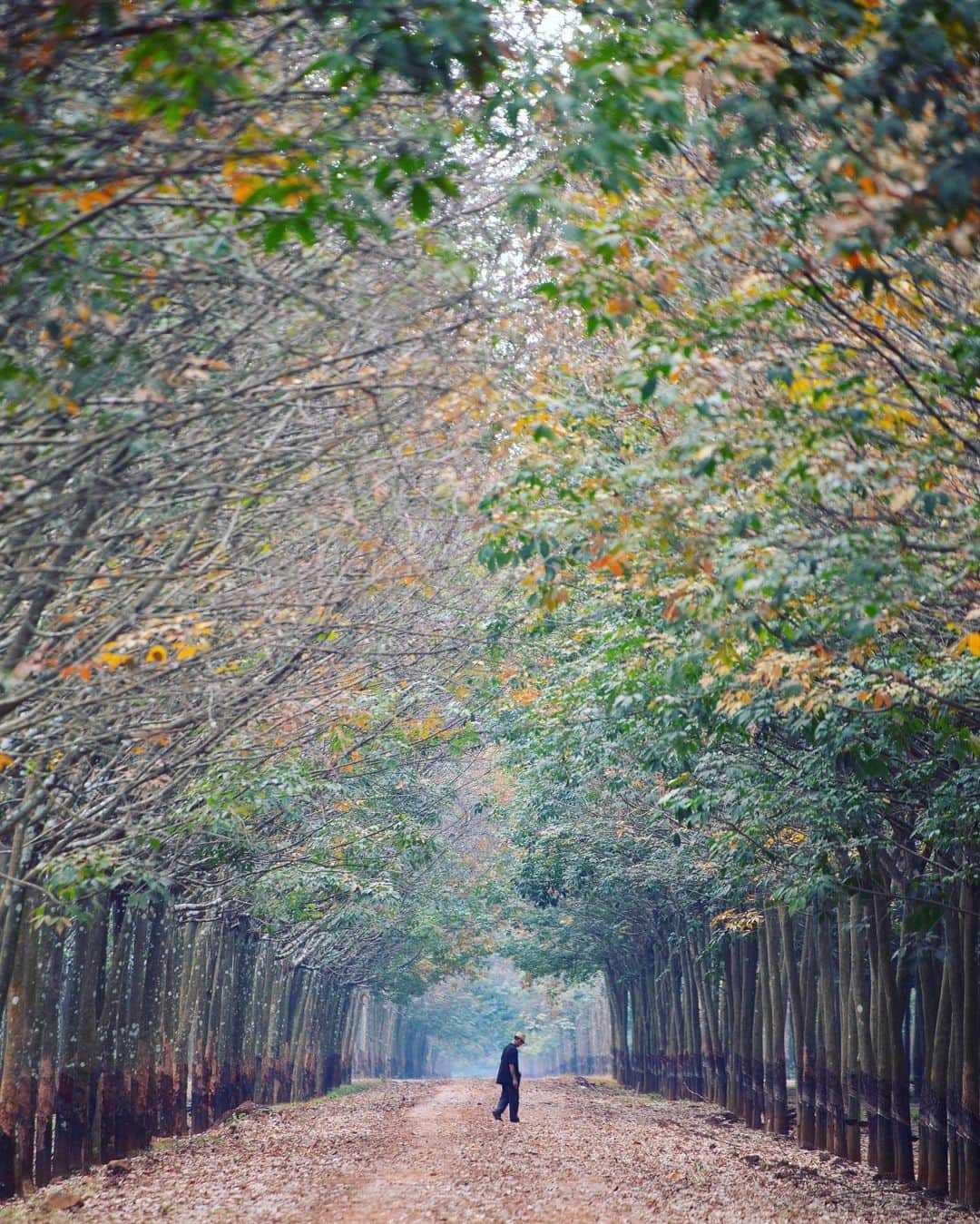 Shunsuke Miyatakeのインスタグラム：「A stroller in a rubber plantation, Kampong Cham, Cambodia」