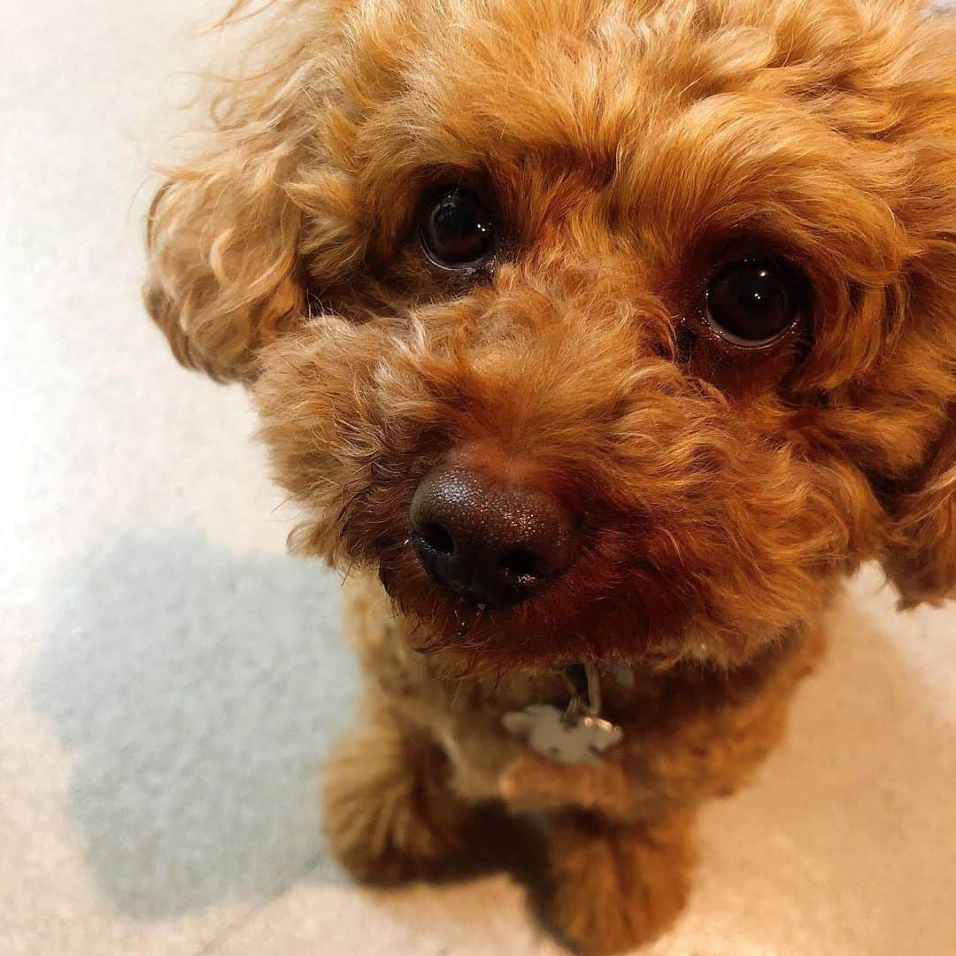 chayさんのインスタグラム写真 - (chayInstagram)「よっ！おねだり上手👏  #toypoodle  #poodle #トイプードル #プードル #小次郎」2月25日 22時55分 - chay1023_official