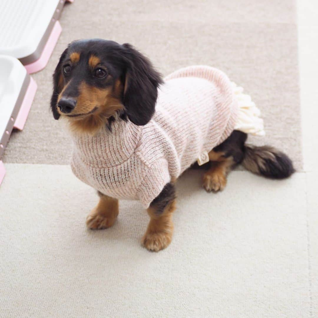 Sora Momoさんのインスタグラム写真 - (Sora MomoInstagram)「お出かけ前のそらともも🐶🐾🐶 ☺︎ このお洋服着ると可愛いく見えるなぁ☺️💕 うれしくなって思わず写真撮っちゃう親バカな私 ☺︎ #お出かけ準備ok #素敵なお洋服#可愛いさ増し増し #お洒落なカフェとか行けばいいのかなぁ#写真撮るとか関係ない2人#すぐトイレの前に立つ😓#着せただけでうれしくなる#親バカな飼い主#お付き合い頂きありがとうございます  #ダックス#ミニチュアダックス #dachshund #miniaturedachshund」2月25日 23時06分 - teratera_sorapu_