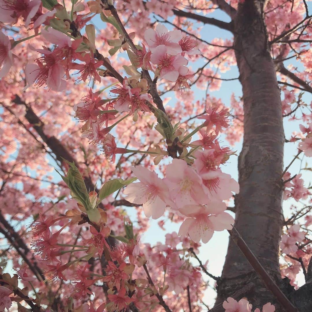 吉田万葉さんのインスタグラム写真 - (吉田万葉Instagram)「🌸🌸🌸🌸🌸🌸🌸🌸お裾分け🌸🌸🌸🤲🏻🌸🌸🌸👼🏻🌸🌸 #桜　#満開」2月25日 23時18分 - manyo.0122