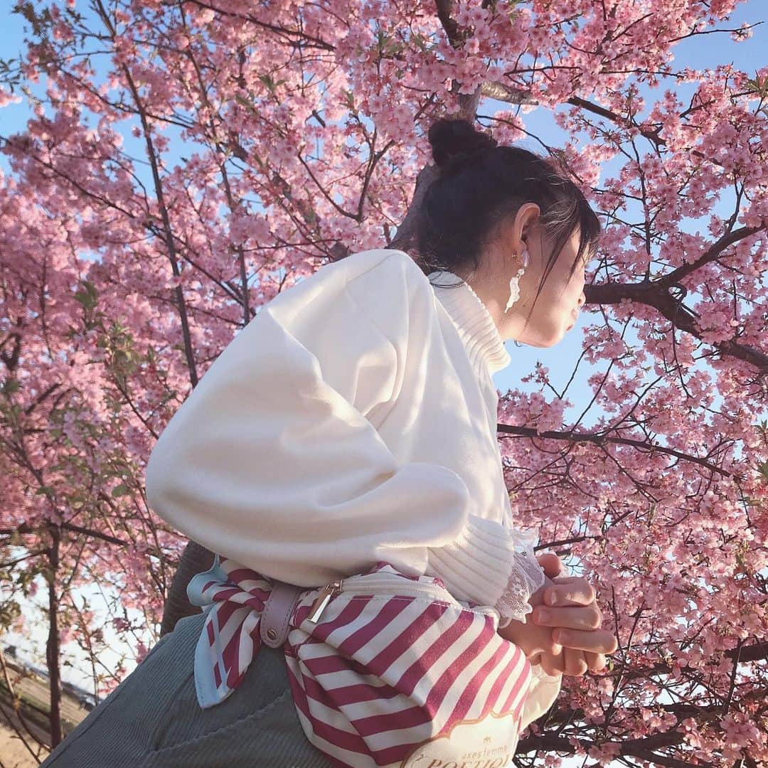 吉田万葉のインスタグラム：「🌸🌸🌸🌸🌸🌸🌸🌸お裾分け🌸🌸🌸🤲🏻🌸🌸🌸👼🏻🌸🌸 #桜　#満開」