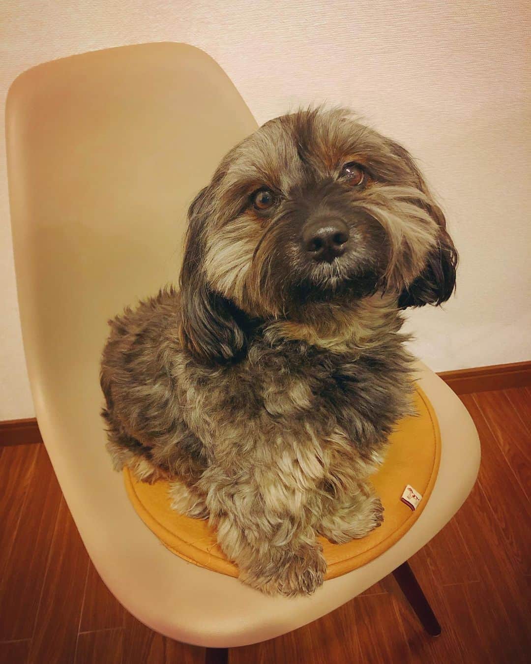 中嶋イッキュウのインスタグラム：「いいこ」