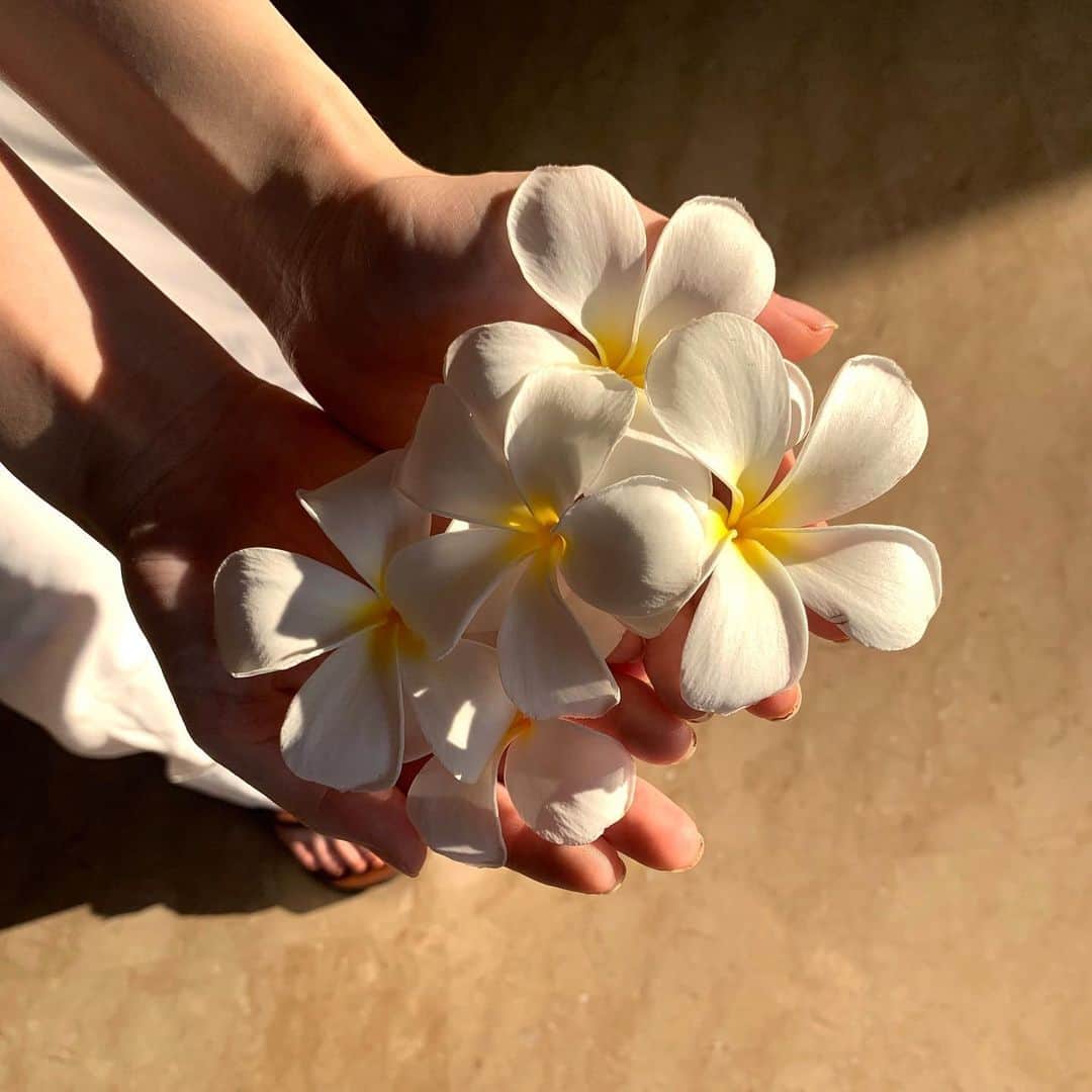 西谷菜々のインスタグラム：「. プルメリアいっぱい拾った🌼」