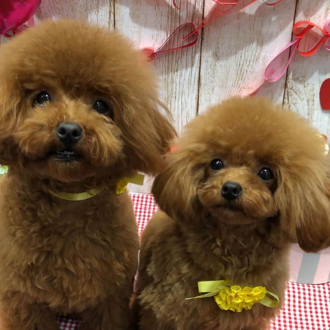 のインスタグラム：「きなもかたん💓💓💓 6月生まれのふたり🥰 まだまだ赤ちゃんだと思ってたらキナは2.7キロ、モカは2キロになりましたー！ けど2人ともまだ乳歯😂😂😂キナは乳歯が抜けないまま永久歯生えてるし😂モカはまだ永久歯生えてないし😇 経験ある方お話し聞かせてください〜！！ ・ ・ #dog #dogs #dogstagram #poodle #poodles #poodlelove #poodleclub #toypoodle #toypoodles #toypoodlelove #toypoodleclub #east_dog_japan #all_dog_japan #ig_poodle #poodlesofficial #ふわふわ #ふわもこ部 #トイプードル #トイプードル部 #トイプードル大好き #トイプードル多頭飼い #まろんたん #ティーカッププードル #わんこなしでは生きていけません会 #pecoいぬ部 #joker六本木ヒルズ店 #トリミング #ももちゃん #toypoodleofficial #犬のいる暮らし」