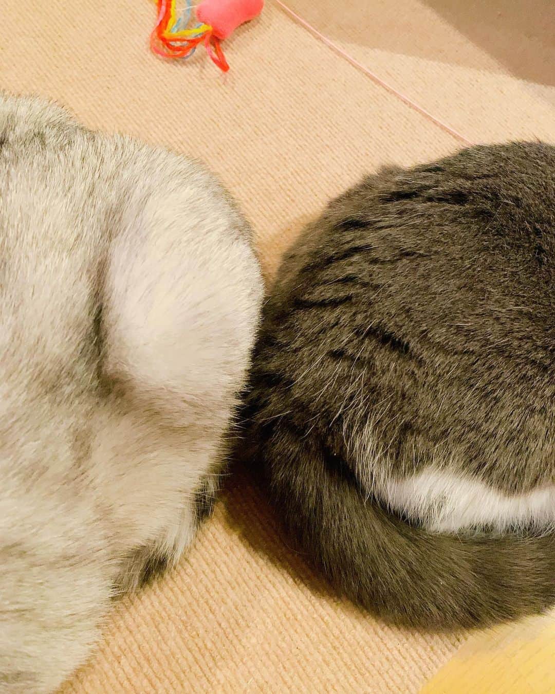 あやみ旬果さんのインスタグラム写真 - (あやみ旬果Instagram)「作業部屋から帰宅🏠  珍しくおしりくっつけてらっしゃる、可愛ーの(^ ^)❤️この子たちみてるだけでもう癒される…  甘いカフェ飲んで☕️好きなことしよー #自分タイム #ミヌエット #ブリティッシュショートヘア」2月26日 0時18分 - ayami_syunnka0815