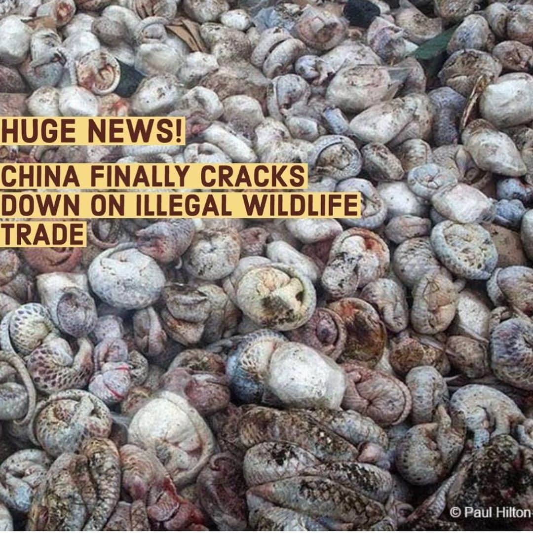 WildLifeのインスタグラム：「HUGE NEWS!⁠ Photo and words from our friend @paulhiltonphoto.⁠ "It’s official now! Yes 🕺 BEIJING, Feb. 24 (Xinhua) -- The Standing Committee of the National People's Congress, or China's top legislature, during a session Monday adopted a decision on thoroughly banning the illegal trading of wildlife and eliminating the consumption of wild animals to safeguard people's lives and health.⁠ The move aims to safeguard biological and ecological security and effectively prevent major public health risks, among other purposes.⁠ The consumption of terrestrial wild animals 'of important ecological, scientific and social value' that are under state protection, as well as other terrestrial wild animals, including those that are bred or reared in captivity, shall be thoroughly prohibited, according to the decision.⁠ The hunting, trading and transportation of terrestrial #stopwildlifecrime #earthtreeimages" #RacingExtinction #OutThereWillPaulHilton」