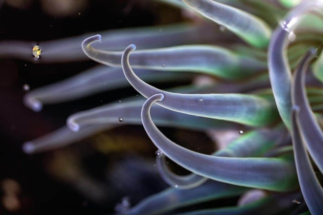 アンジー・ペインさんのインスタグラム写真 - (アンジー・ペインInstagram)「Tide pool aliens. Things got beautifully weird during the down-time on the Pacific coast as I explored the shore with my favorite macro lens. • • • • #macro #macrophotography」2月26日 0時24分 - angelajpayne