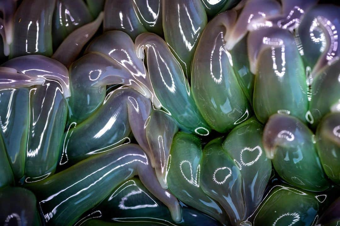 アンジー・ペインさんのインスタグラム写真 - (アンジー・ペインInstagram)「Tide pool aliens. Things got beautifully weird during the down-time on the Pacific coast as I explored the shore with my favorite macro lens. • • • • #macro #macrophotography」2月26日 0時24分 - angelajpayne