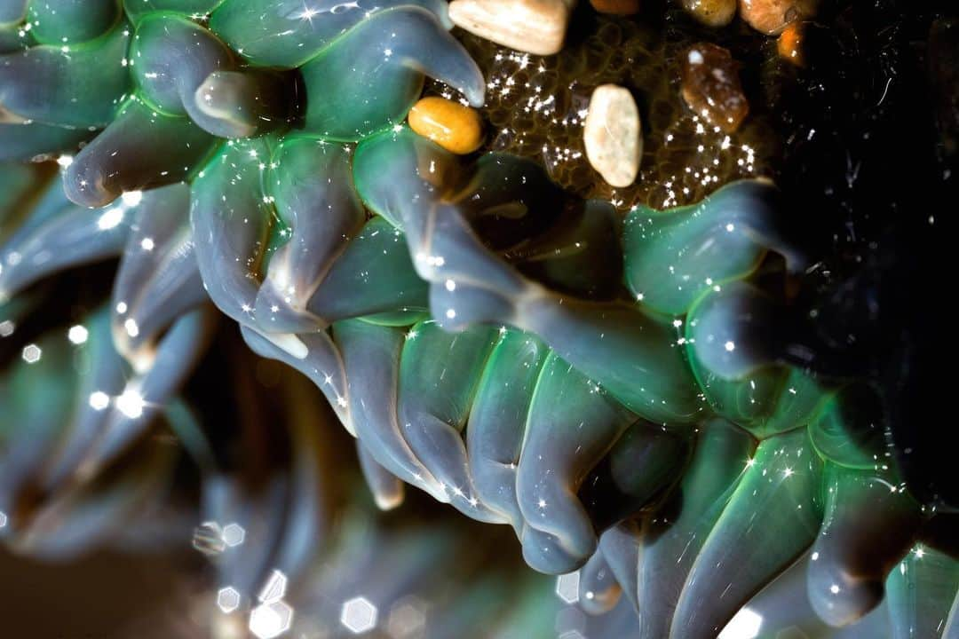 アンジー・ペインさんのインスタグラム写真 - (アンジー・ペインInstagram)「Tide pool aliens. Things got beautifully weird during the down-time on the Pacific coast as I explored the shore with my favorite macro lens. • • • • #macro #macrophotography」2月26日 0時24分 - angelajpayne