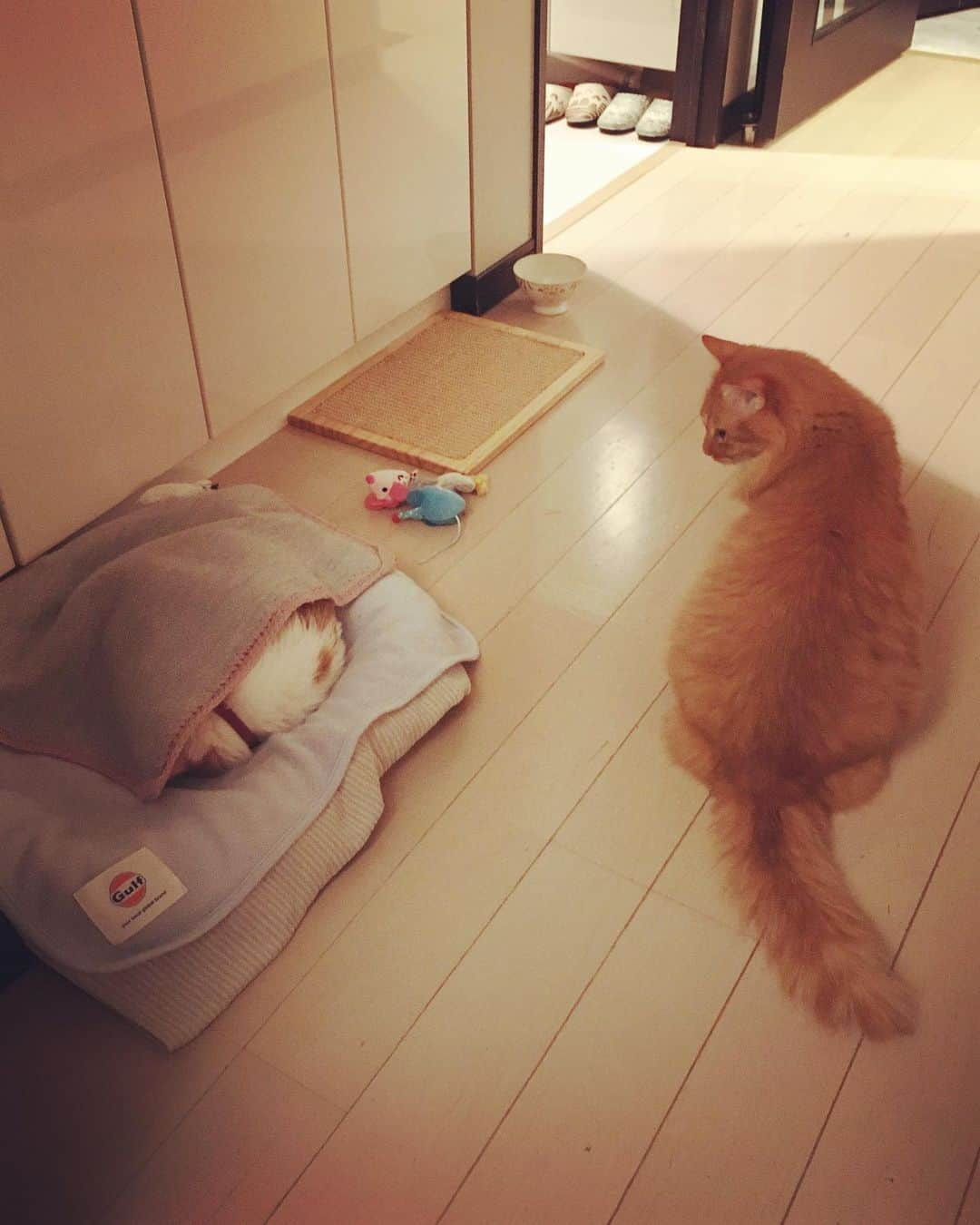 猫沢エミさんのインスタグラム写真 - (猫沢エミInstagram)「ママ、イオちゃんがおふとんかぶって寝てるけど、大丈夫かな？  病院がんばったから、きっと疲れちゃったんだね。でもだいじょぶよ。さっきのぞいたら気持ちよさそうに眠ってた。  そっか、じゃあそっとしとこうね。  うん、そうだね。  #CHANECHOES  #猫沢イオ  #ユピ坊 #気圧の低下もあるかもね　#みんなイオに優しいね♡」2月26日 0時32分 - necozawaemi