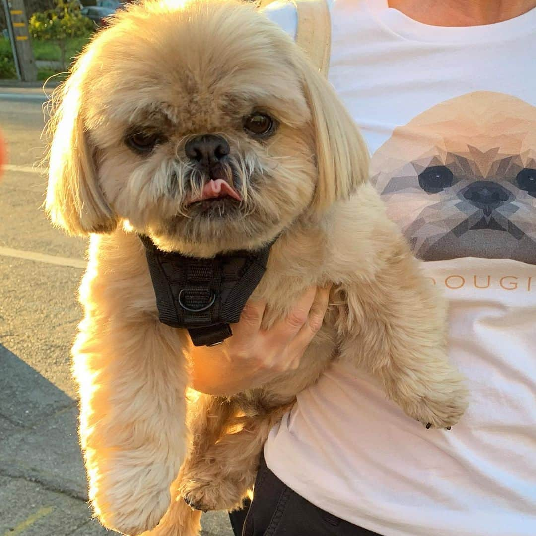 Dougie the Shih Tzuさんのインスタグラム写真 - (Dougie the Shih TzuInstagram)「Taco Tongue-out Tuesday. (Link to t-shirt in bio.)」2月26日 1時03分 - dailydougie