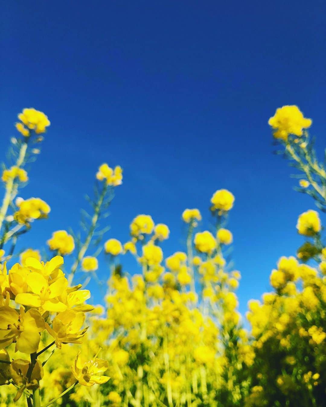 yukaさんのインスタグラム写真 - (yukaInstagram)「目の前にあるものしか目に入らなくて 周りの温かいモノが見えてない。 少しは耳を目を 傾けてみてもいいんじゃない。 あなたの世界もあるでしょう。 でもそれが全てではない。  世界は広いのだから。 ・ ・ ・ #ザ花部 #アリエッティ目線  #team_jp_flower  #igersjp #instagramjapan  #クラストコ」2月11日 17時01分 - yuka_ff