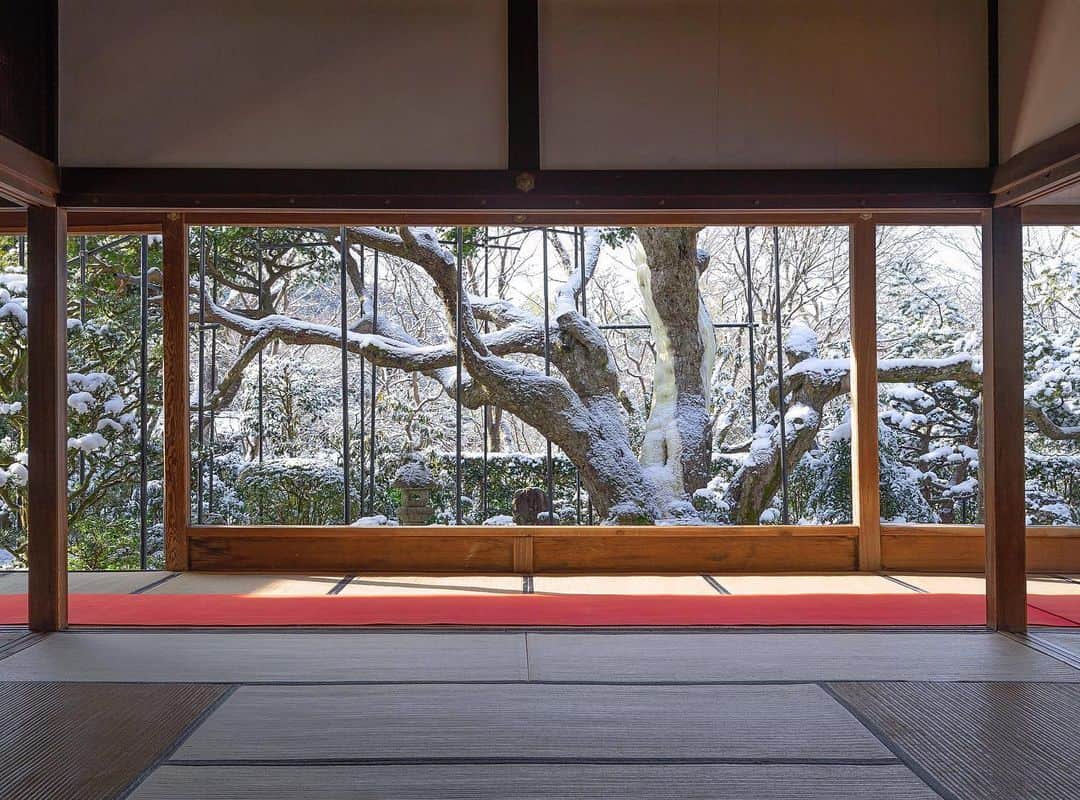 詩歩さんのインスタグラム写真 - (詩歩Instagram)「❄️﻿ ﻿ Framing Japanese garden was covered with snow.﻿ 白い雪が積もる京都の宝泉院﻿ ﻿ ❄️﻿ ﻿ やっと京都に待望の降雪！﻿ と思ったけど、積もった日には残念ながら京都にいられなかったので、翌日の残雪を見に京都の大原へ。﻿ 天気がよくて溶けかかってたけど、念願の雪景色に出会えました。	﻿ ﻿ 京都市内でも、大原エリアは山の方にあるので雪がつもりやすい！﻿ 中でもこの #宝泉院 は、額縁庭園と呼ばれる美しい庭園が有名。﻿ ﻿ 写真のど真ん中にある立派な松の木は、近江富士をかたどった天然記念物の五葉松。﻿ ﻿ 拝観料にお抹茶とお菓子が含まれてるので、庭園を眺めながらお茶がいただけるのですが、景色を楽しむために扉はすべて開けられてるので、すべて吹き抜け！（毎朝開けてるそうです）﻿ ﻿ ひんやりするけど、そんなヒンヤリとした空気の中でいただく温かい抹茶が美味しかった☺﻿ ﻿ そんな宝泉院、雪景色以上にわたしがいちばんぐさっときたのが #血天井 。﻿ ﻿ 探してみると市内にも何箇所かあるけれど、かつて伏見城中で自決した武将達の霊を供養するため、実際に自決した床を天井にしたもの。真夏の暑い日でご遺体が1ヶ月以上その場に残されていたらしく、実際に血でついた足跡や顔のあとがくっきり残っているんです😳💦﻿ ﻿ そんな血天井は、３枚目の写真で私が座ってる場所の天井すべて。くううううう﻿ 歴史が好きな方はぜひ。﻿ （わたしは生粋の歴女です）﻿ ﻿ ﻿ 📷7th Feb 2020﻿ 📍宝泉院／京都﻿ 📍Hosenin temple／Kyoto Japan﻿ ﻿ ﻿ ©︎Shiho/詩歩﻿」2月11日 17時11分 - shiho_zekkei