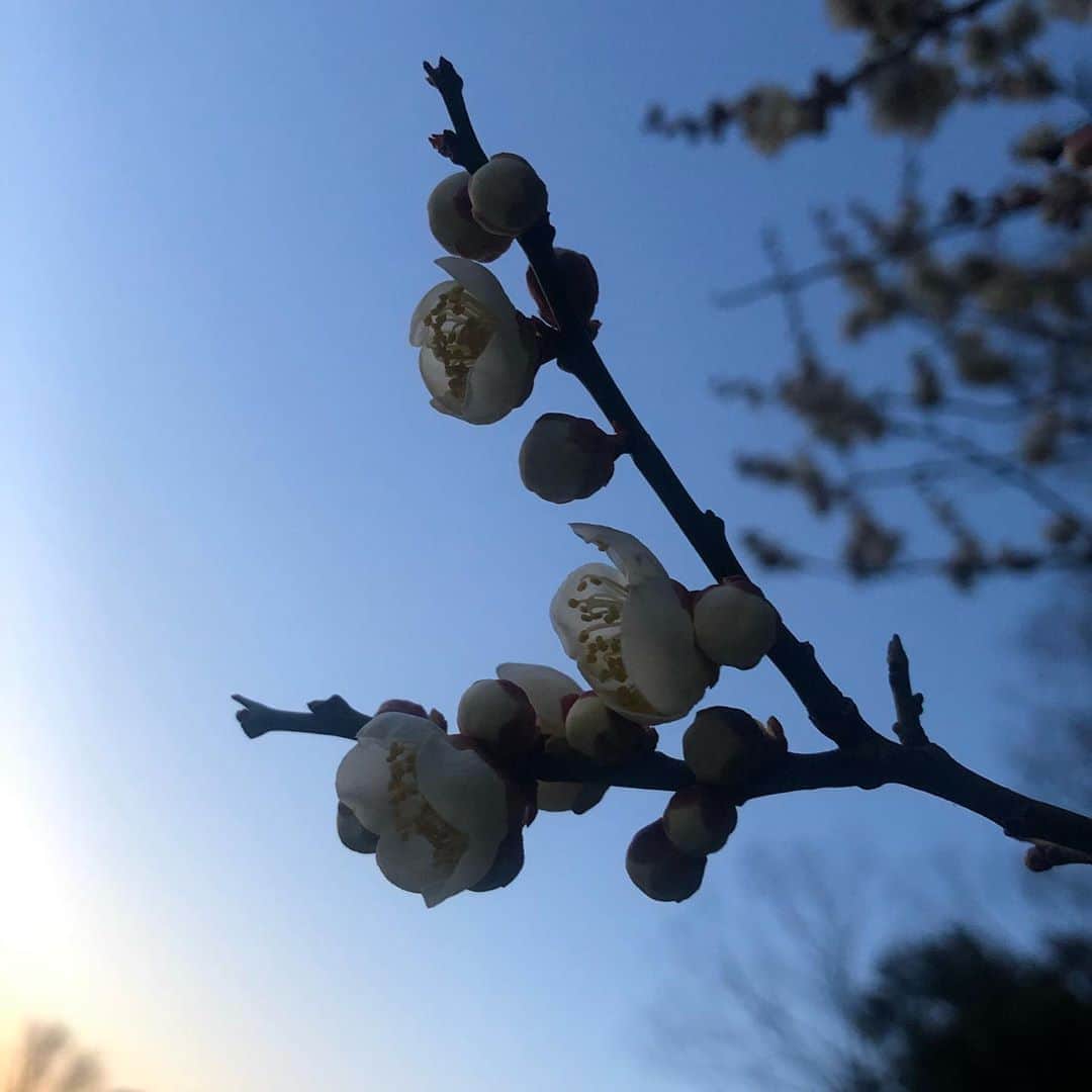 のインスタグラム：「りん、とした空気の中、梅の花が咲いてました💠 ・ #梅の花 #春を探して #ウォーキング」