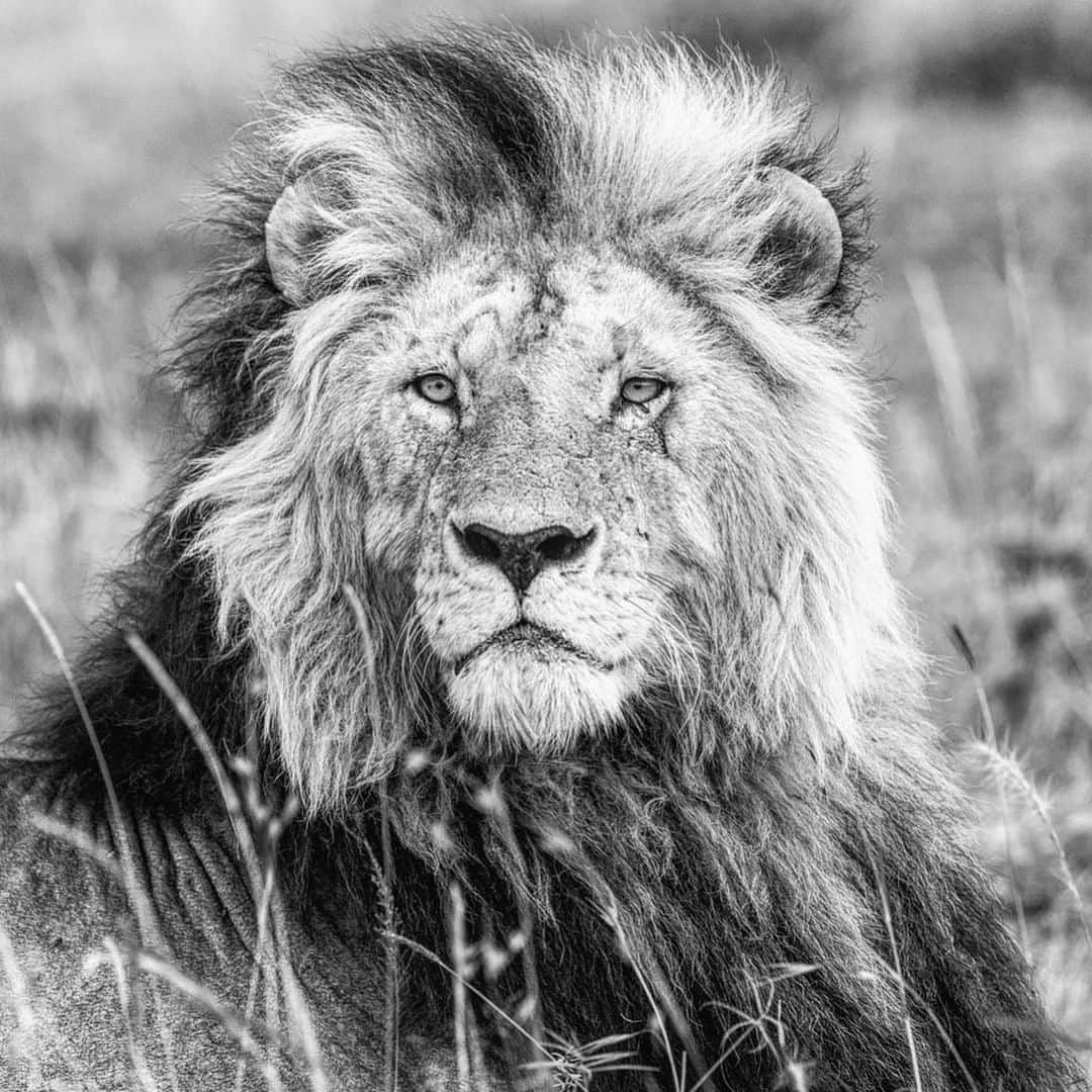 National Geographic Travelさんのインスタグラム写真 - (National Geographic TravelInstagram)「Photo by @PaulNicklen | A large male lion surveys his surroundings on the plains of the Masai Mara National Reserve in Kenya. The roar of a lion is very guttural. They can be heard for miles across the savanna. I have dedicated so much of my life and my career to exploring the Arctic and Antarctica that the ice is as familiar as home, but I cherish the photos that I've taken on my expeditions to Africa because they are like nothing else in my archives.  Come on a journey around the world with me by following me, @PaulNicklen. #blackandwhite #Lion #adventure #explore #beauty」2月11日 18時08分 - natgeotravel