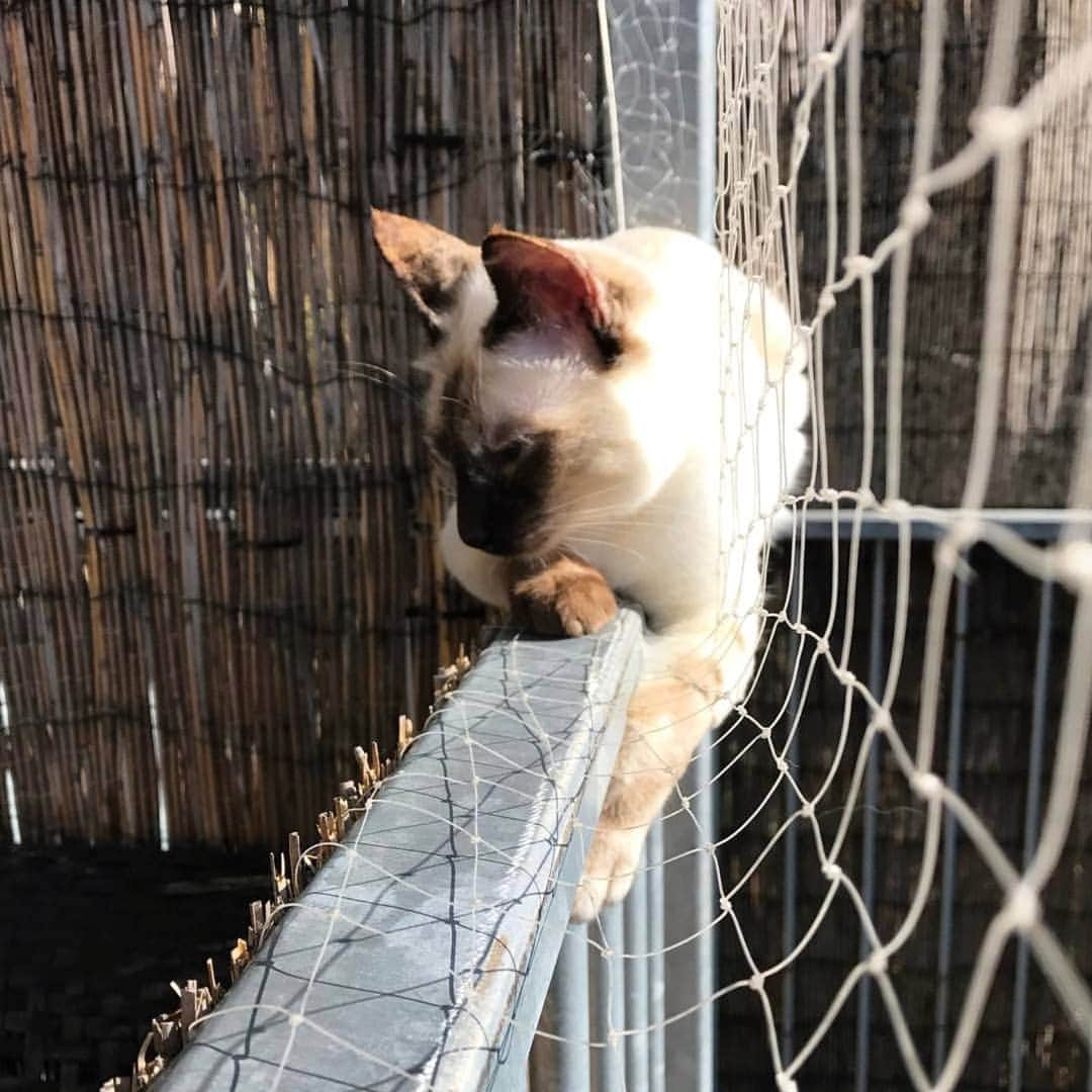 CatStockerさんのインスタグラム写真 - (CatStockerInstagram)「Hello! #catstocker is here!  Follow our FURRriend @ibarandmiu  Scroll right for more pictures 👉 . . . . . #cat #neko #mačka #chat #котка #kotek #kot #кіт #mače #кошка #кот #katze #gato #gatto #kissa #子猫 #猫 #고양이 #貓 #kedi #köttur #kissanpentu #חתול #кішка #子猫 #kittens #小猫 #kätzchen #котята」2月11日 18時17分 - catstocker