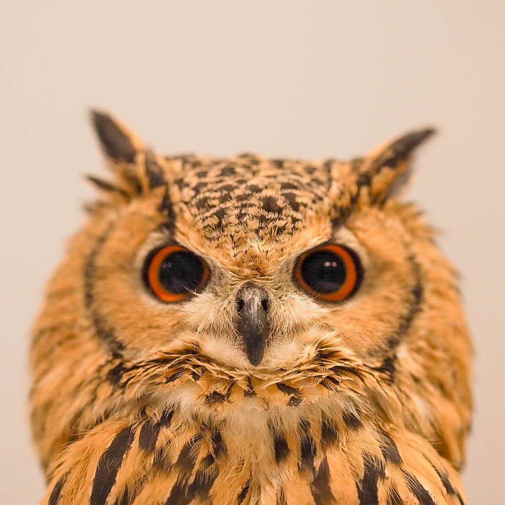 GEN3 Owlのインスタグラム：「証明写真に使えるかな？ ID photo, shooting? #owl #owlgaru」