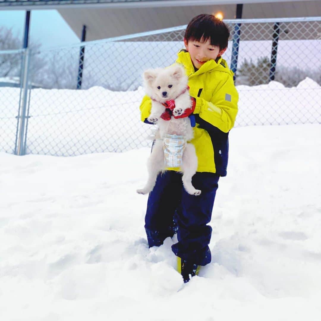 太陽チャンネルのインスタグラム：「. 雪あそび♡ ぽこ初めての雪⛄ 怖がらずにめっちゃ遊んでた✨ . . #狗賓 #狗賓リゾート #雪遊び犬 #雪遊び #ポメラニアン #ポメラニアンパピー」