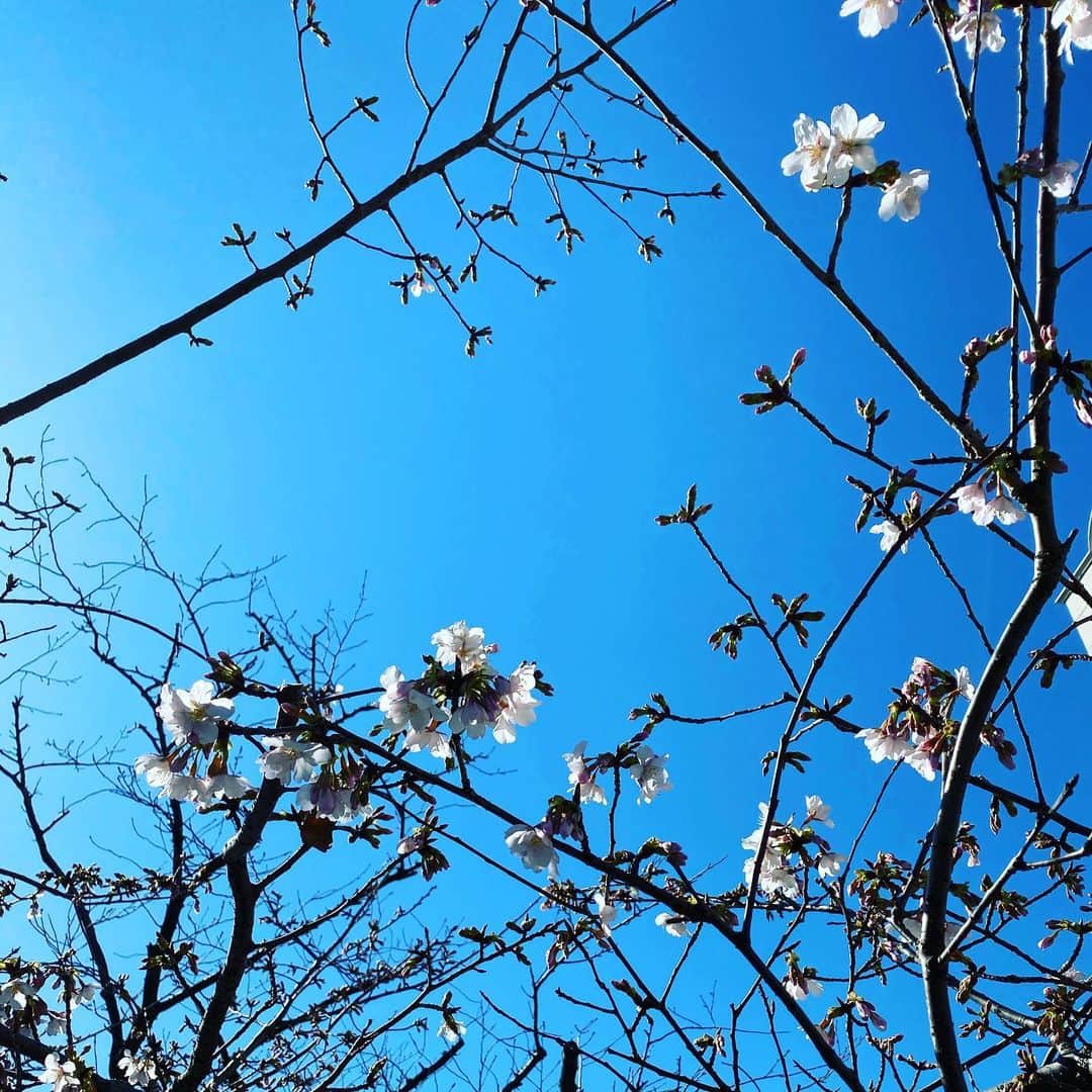 水木一郎さんのインスタグラム写真 - (水木一郎Instagram)「晴天で真っ青な空です。ぽかぽか陽気の今日。梅かと思って写真撮ったけどもしかして桜⁈どうみても桜🌸だZ! #春の兆し  #水木一郎」2月11日 11時16分 - ichiromizuki