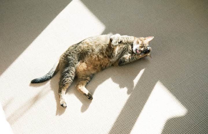 POPEYE_Magazineさんのインスタグラム写真 - (POPEYE_MagazineInstagram)「部屋になくてはならない存在ってなんだろう？　一緒に暮らす猫だってその一つ。「猫がいなくちゃ、どうにもこうにも落ち着かない」と語る写真家の平野太呂さんは、一緒に暮らす愛猫を紹介してくれた。こちらは、人の脚の間で寝るのがマイブームなリト。#popeyemagazine #部屋とシティボーイ」2月11日 11時30分 - popeye_magazine_official