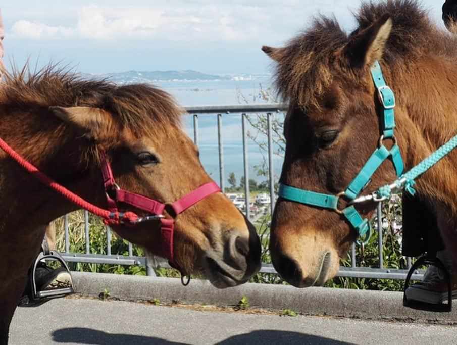 中島早貴さんのインスタグラム写真 - (中島早貴Instagram)「#ナカジマ旅　in沖縄 ヨナグニウマ編。🐴💗 - 日本の在来馬、与那国町の天然記念物にも指定されている ヨナグニウマと遊んできたよ🥺✨ . 50年前までは荷物を運んだりして農家のお手伝いをしてくれたお馬さん👩‍🌾 現在は130頭しか存在しないんだって。 この穏やかで人懐っこい子達を守っていきたいですね🥰 . わたしに出来るのは乗馬体験して一緒に遊んだり ヨナグニウマの存在を知ってもらう事。 . ぜひ、皆さまもヨナグニウマと遊んで欲しいです☺️✨ みんないい子に待ってますよー💗笑 - #沖縄　#南城市 #うみかぜホースファーム  #ヨナグニウマ　#与那国馬 #乗馬　#🐴」2月11日 11時28分 - saki__nakajima__uf