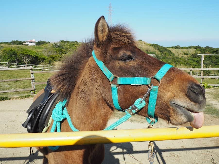 中島早貴さんのインスタグラム写真 - (中島早貴Instagram)「#ナカジマ旅　in沖縄 ヨナグニウマ編。🐴💗 - 日本の在来馬、与那国町の天然記念物にも指定されている ヨナグニウマと遊んできたよ🥺✨ . 50年前までは荷物を運んだりして農家のお手伝いをしてくれたお馬さん👩‍🌾 現在は130頭しか存在しないんだって。 この穏やかで人懐っこい子達を守っていきたいですね🥰 . わたしに出来るのは乗馬体験して一緒に遊んだり ヨナグニウマの存在を知ってもらう事。 . ぜひ、皆さまもヨナグニウマと遊んで欲しいです☺️✨ みんないい子に待ってますよー💗笑 - #沖縄　#南城市 #うみかぜホースファーム  #ヨナグニウマ　#与那国馬 #乗馬　#🐴」2月11日 11時28分 - saki__nakajima__uf