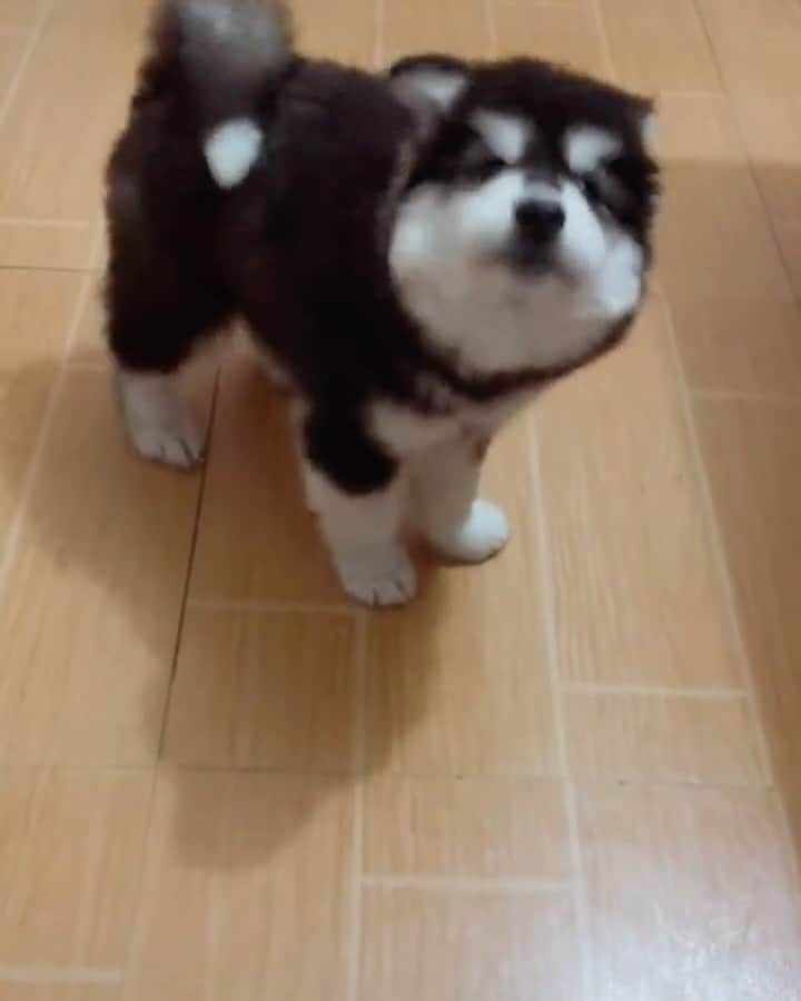 husky and malamuteのインスタグラム：「Little boy.🥰🥰」