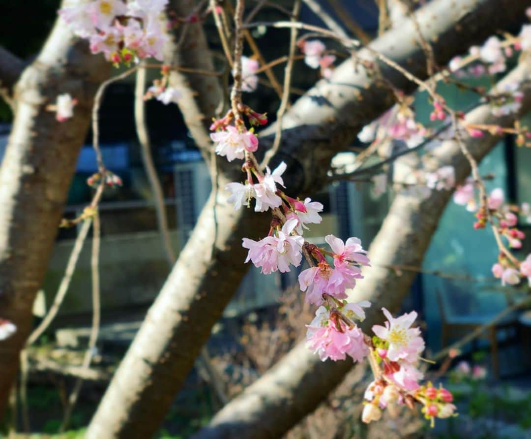 三倉茉奈さんのインスタグラム写真 - (三倉茉奈Instagram)「梅！と思ったけど桜かな？ 時々梅の花や、河津桜が咲くのを見かけるようになり、春が近づいてきているのを感じます。 #spring」2月11日 11時56分 - mana_mikura_official