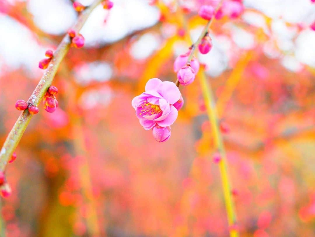 野村祐希さんのインスタグラム写真 - (野村祐希Instagram)「🌺🌸🌼🌹🌷💐. . . . #tuesday  #frowers #olympus  #fotograph  #fotography #この写真で #誰かしらが #癒されますように」2月11日 12時02分 - yuknmr