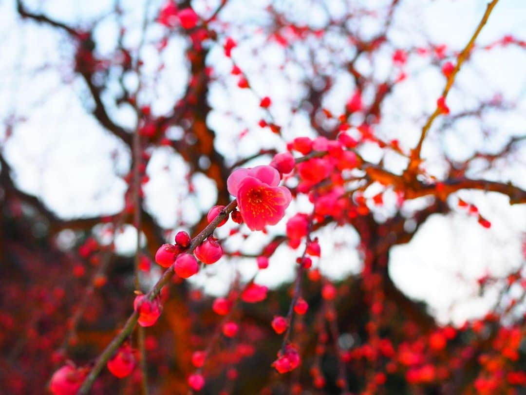 野村祐希さんのインスタグラム写真 - (野村祐希Instagram)「🌺🌸🌼🌹🌷💐. . . . #tuesday  #frowers #olympus  #fotograph  #fotography #この写真で #誰かしらが #癒されますように」2月11日 12時02分 - yuknmr