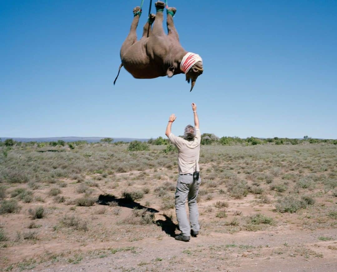 ナショナルジオグラフィックさんのインスタグラム写真 - (ナショナルジオグラフィックInstagram)「Photo by David Chancellor @chancellordavid | In a relocation effort, a wildlife veterinarian receives a black rhino from a hovering helicopter in Eastern Cape, South Africa. It was far safer to move the rhino by air rather than road, but rhinos will suffocate if their body weight is supported on their chests, such as in a body harness, and this would also result in undue pressure being placed on their hearts and associated organs. So despite appearances, this is medically preferable—to support them by the legs for short distances. It’s not advisable to use this method over long distances; transport by road can also be problematic. This journey was approximately five minutes. They were tranquilized, which caused less stress than a long and bumpy road journey. It goes without saying that intervention is best avoided—however, we know that sadly to preserve these extraordinary creatures intervention is often unavoidable. To see more follow me @chancellordavid.」2月11日 12時34分 - natgeo
