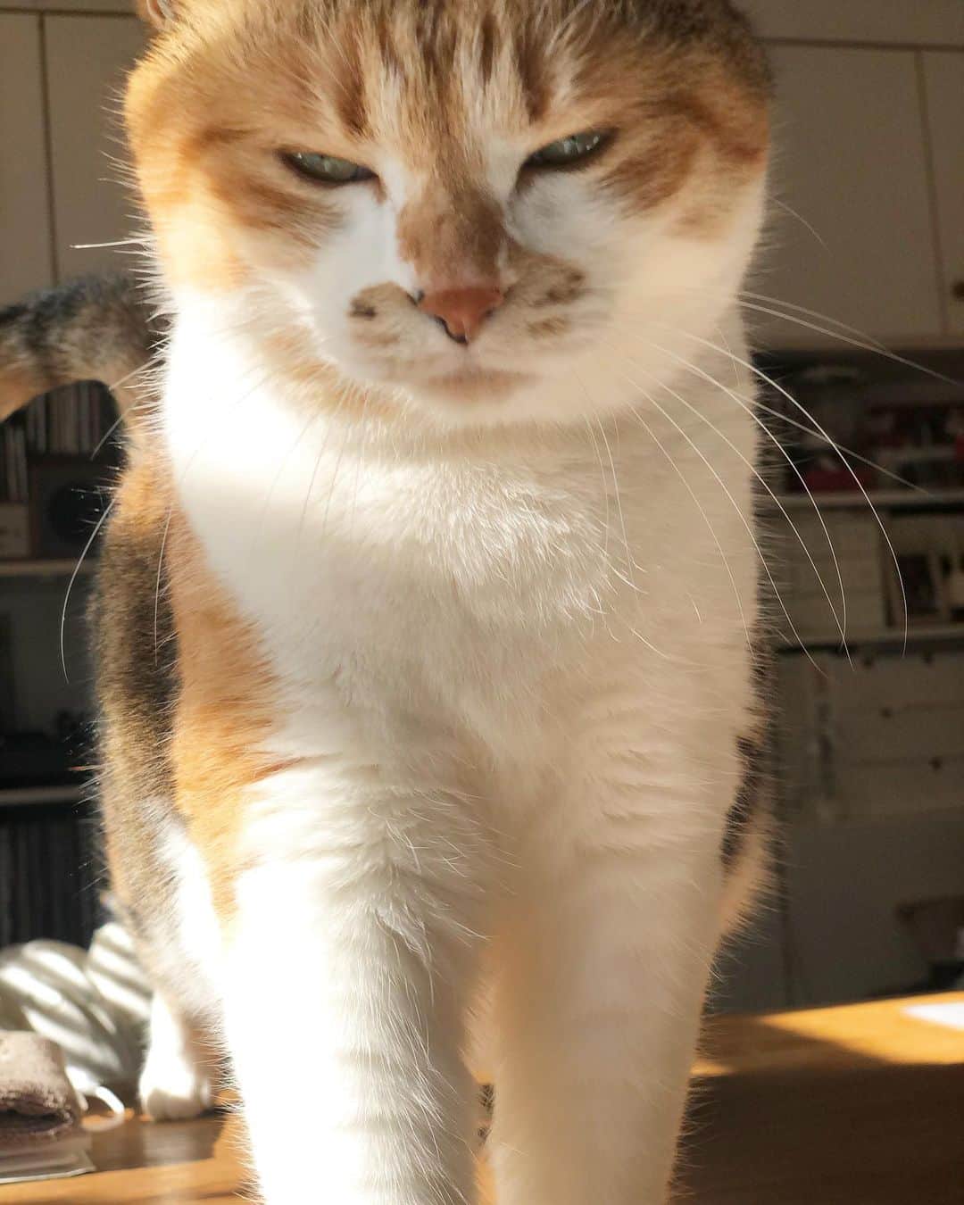山田稔明さんのインスタグラム写真 - (山田稔明Instagram)「遊びにつれていけと猫が言う。仕事だからダメです。 #ポチ実 #三毛猫」2月11日 13時45分 - toshiakiyamada