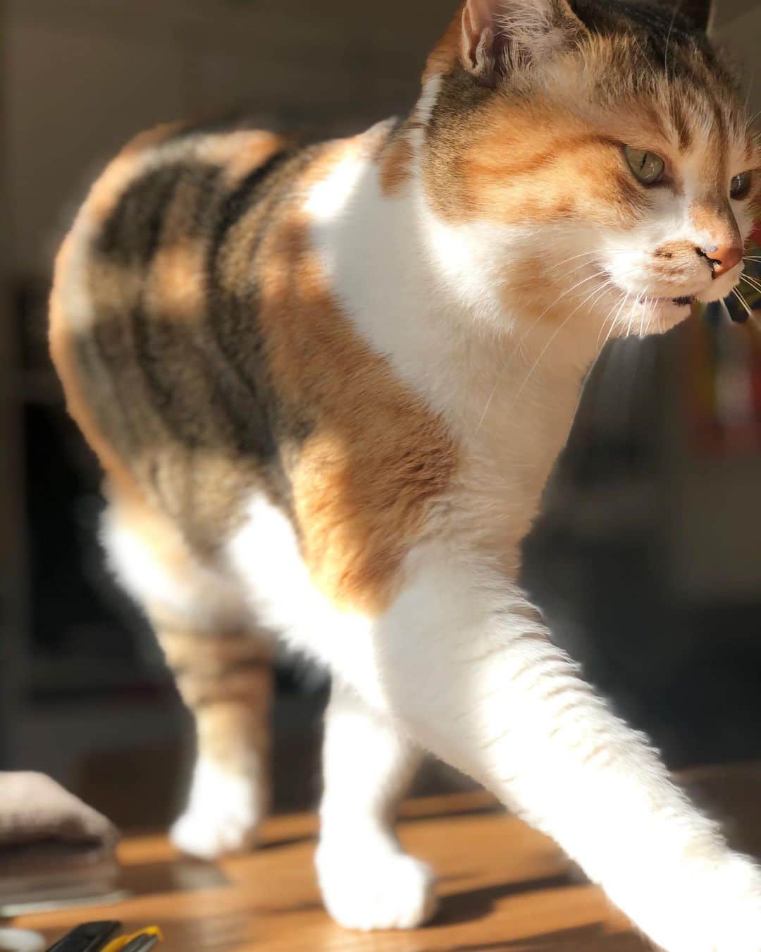 山田稔明さんのインスタグラム写真 - (山田稔明Instagram)「遊びにつれていけと猫が言う。仕事だからダメです。 #ポチ実 #三毛猫」2月11日 13時45分 - toshiakiyamada
