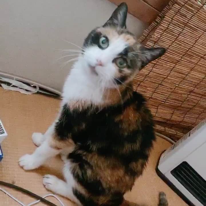 門倉聡のインスタグラム：「おしゃべりっ子 #catstagram #cat #catlife #ねこ #ねこと暮らす #ねこのきもち #猫のなきごえ」
