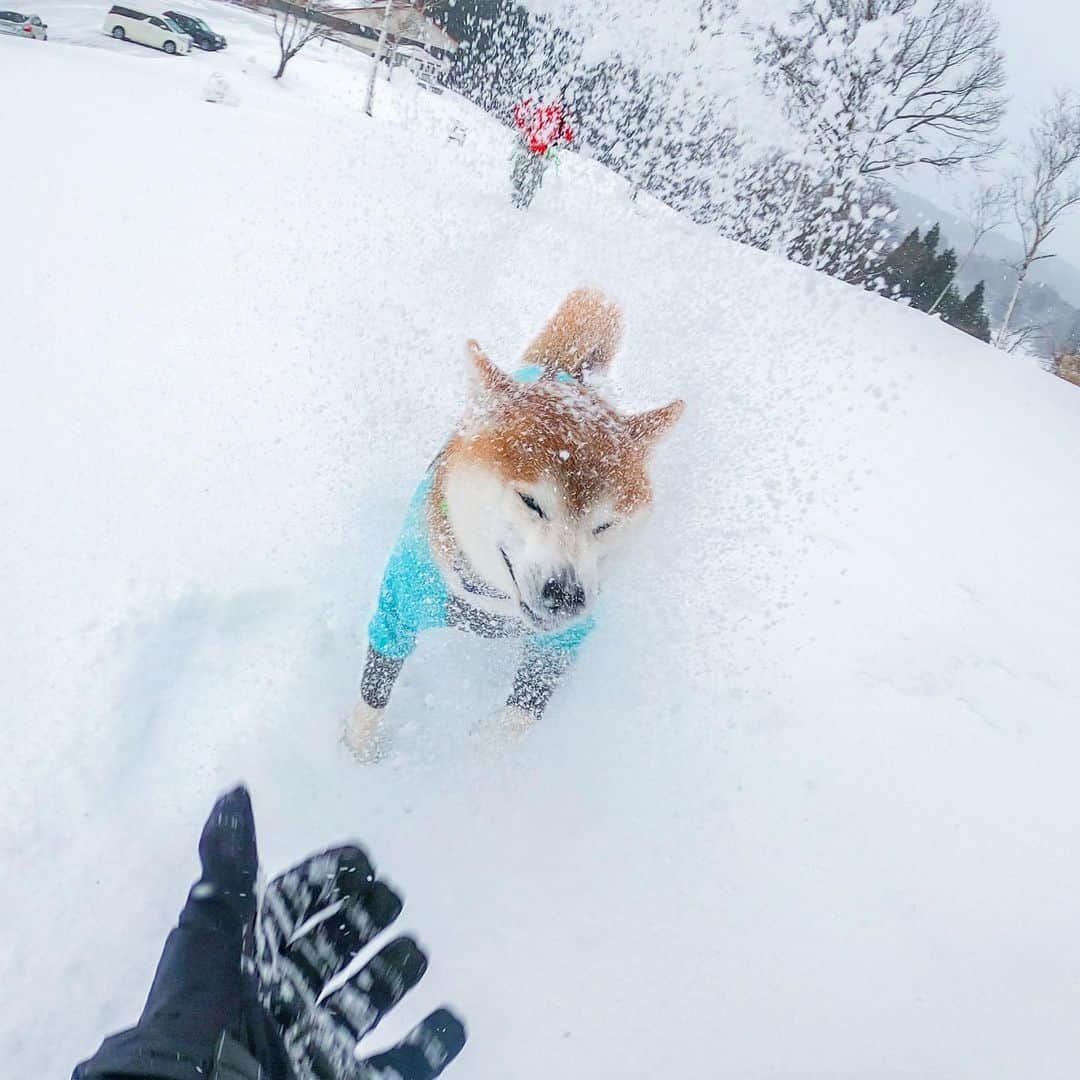 BlackRed shibasさんのインスタグラム写真 - (BlackRed shibasInstagram)「Musashi play with snow. 雪遊びは楽しい。 . Photo #goprohero8black #goprosnow @GoPro @GoProjp . @shiba.inu.life . . #neneandmusashi2020 #shibainu #shiba #柴犬 #しばいぬ #dog #日本犬 #toyota_dog #happy #lovely #cute #雪遊び  #winter #snow #日本犬  #GoPro #ゴープロ #goprohero8 #goprodog #goproのある生活 #hero8  #goprojp #gopropets #shibainulife #besomedoggy #doggo #goprohappy #goprodogsquad #capturedifferent」2月11日 14時24分 - black_red_jp