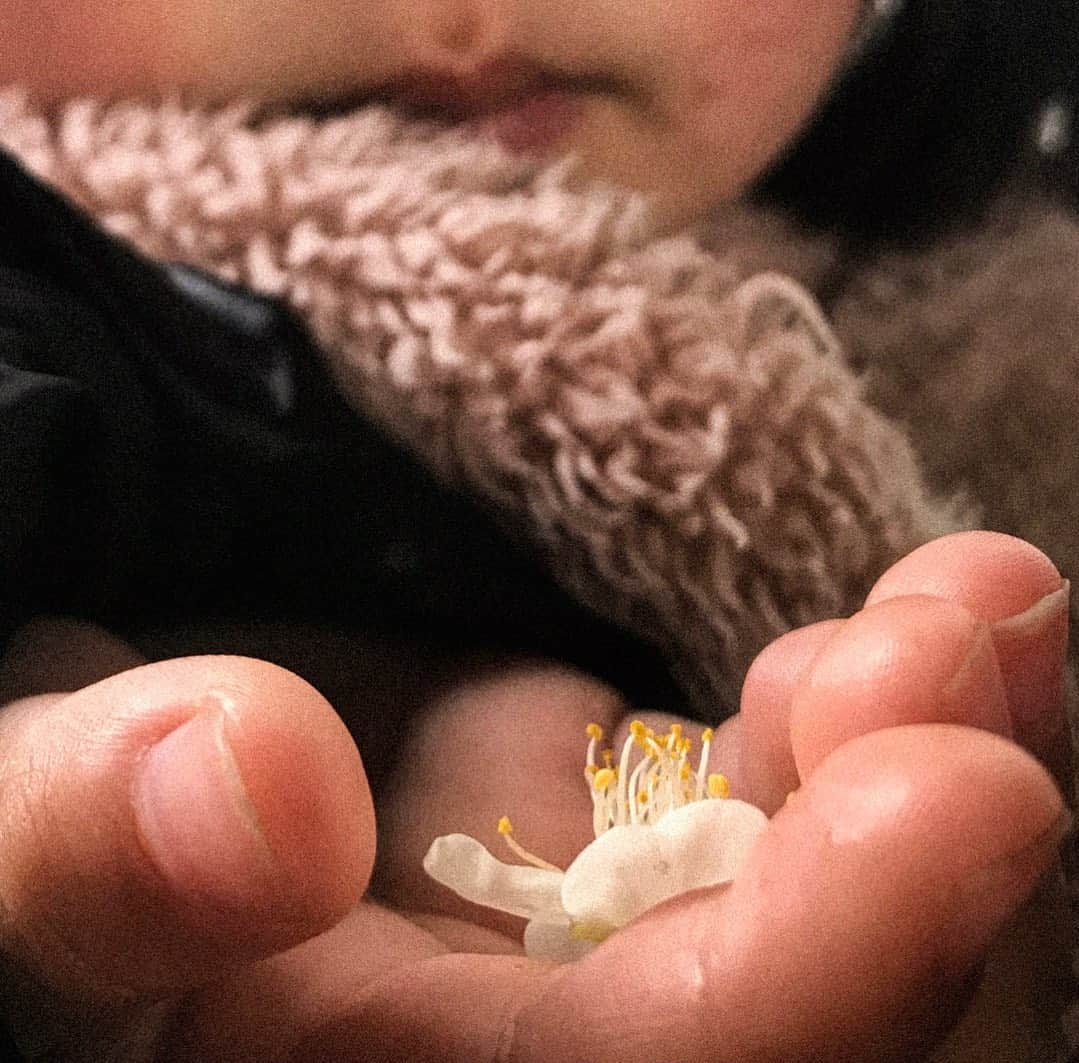 田村有紀さんのインスタグラム写真 - (田村有紀Instagram)「梅が咲いたね」2月11日 14時57分 - tamurayuuki_