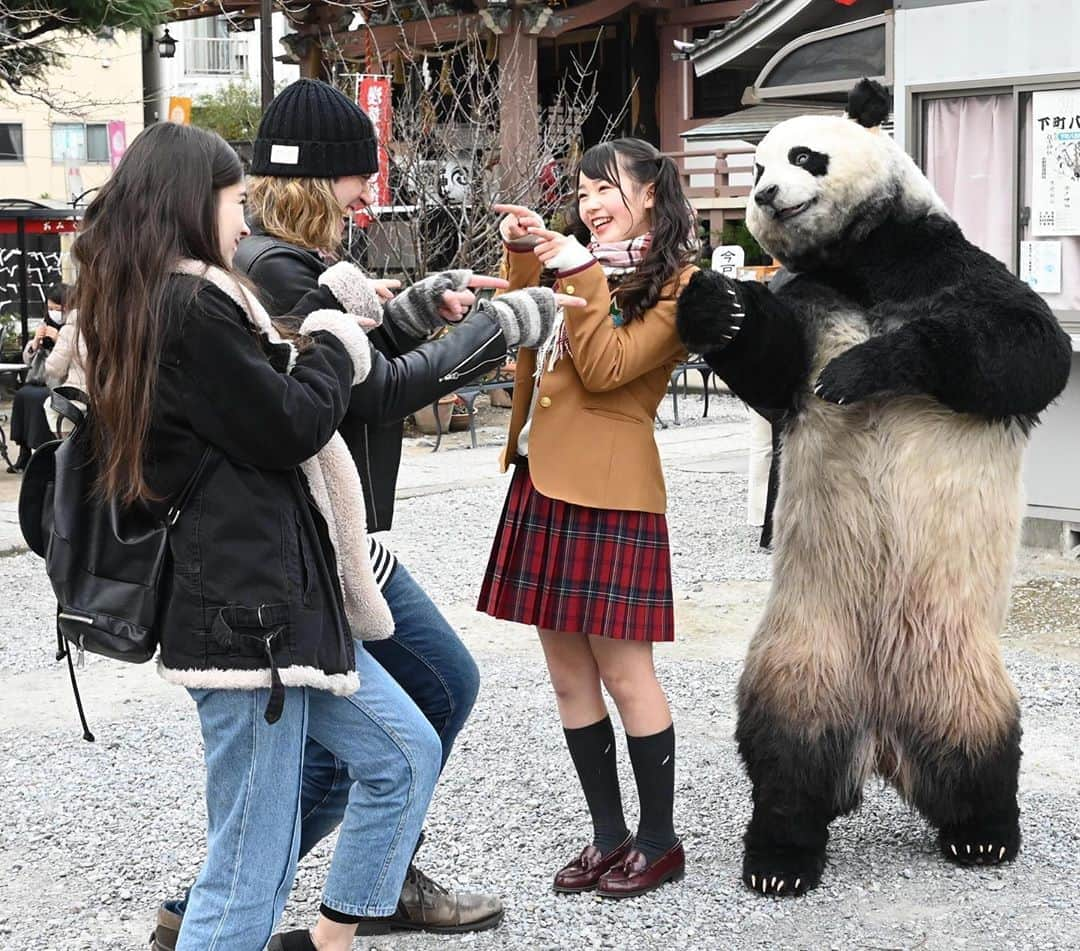 星星（セイセイ）さんのインスタグラム写真 - (星星（セイセイ）Instagram)「👍 . #Luckyyou! #ツイてるね！ #星星 #パンダ #panda #pandagram #パンダ好きな人と繋がりたい #レイア #相方 #ZIP!」2月11日 15時04分 - seisei_panda