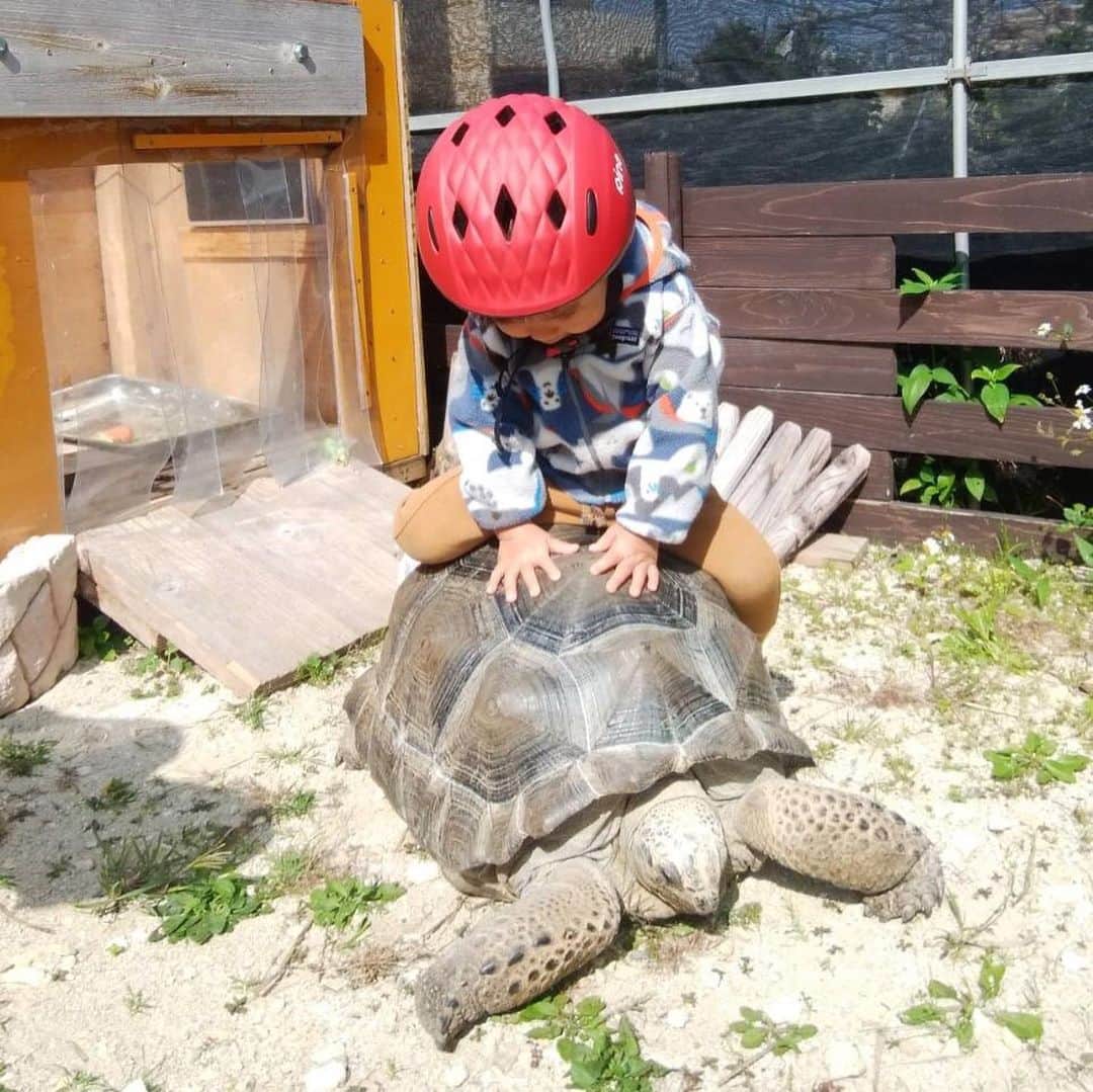 のインスタグラム：「私がいなかった昨日は 近所で亀に乗せてもらったそうです　笑 なかなか亀には 乗れないよね　🤣  #亀がいる暮らし  #亀に乗る息子  #亀に乗る  #2歳2ヶ月　#男児　#田舎暮らし #リュックの中身は野菜  朝ごはんのあとはココタン🐩とお散歩。 自転車は乗らず ひたすら歩く。  #母さんたくましく生きてます  #自転車とココタン #どんな場所でも楽しい  #探検隊  #pine  #ヘルメット　#軽くて安全  転んで、何回助けられたか😅」