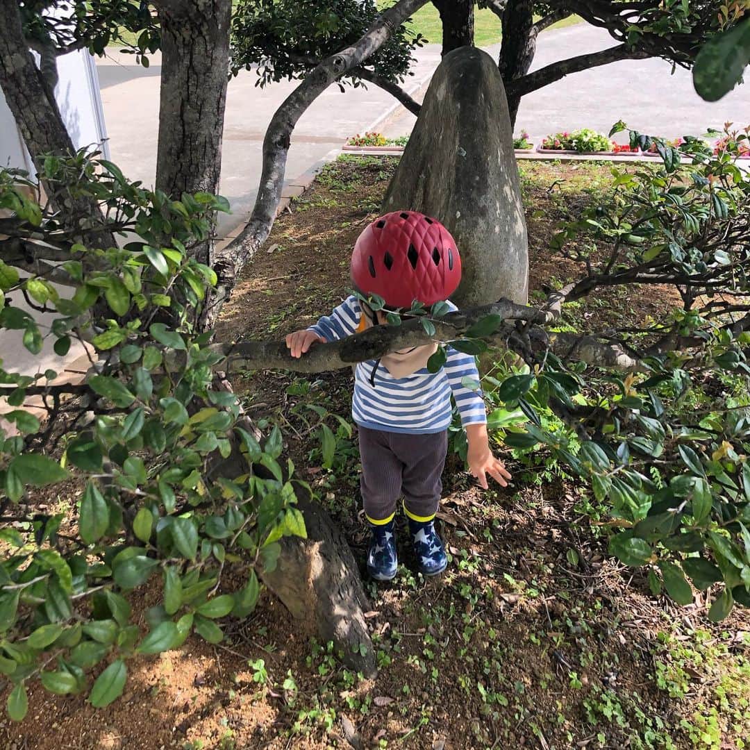 宮内知美さんのインスタグラム写真 - (宮内知美Instagram)「私がいなかった昨日は 近所で亀に乗せてもらったそうです　笑 なかなか亀には 乗れないよね　🤣  #亀がいる暮らし  #亀に乗る息子  #亀に乗る  #2歳2ヶ月　#男児　#田舎暮らし #リュックの中身は野菜  朝ごはんのあとはココタン🐩とお散歩。 自転車は乗らず ひたすら歩く。  #母さんたくましく生きてます  #自転車とココタン #どんな場所でも楽しい  #探検隊  #pine  #ヘルメット　#軽くて安全  転んで、何回助けられたか😅」2月11日 15時48分 - tomomi_miyauchi