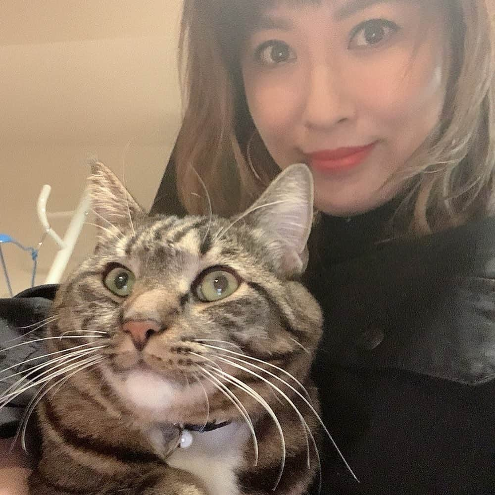 鈴木砂羽さんのインスタグラム写真 - (鈴木砂羽Instagram)「#とろねこチャレンジ  少しでも猫たちの助けになりますように、、、🐈 https://www.kao.co.jp/humming/linne/toroneko/  膝にくるとすぐ寝出すハチくん。 動けない、、、。 こやつ7キロ近くと重めですが、、、😆いると一緒にワタシも寝ちゃう💤  それにしてもホント 一緒にいると似てきますね。 目つきとかさぁ🤣  #ハチくん #長足マンチカン #靴下猫 #キジトラ男子部  #ねこすたぐらむ」2月11日 16時09分 - bombon_sawa