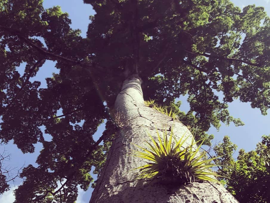 シグリッド・アグレンさんのインスタグラム写真 - (シグリッド・アグレンInstagram)「Never underestimate the power of tree hugs, especially when you need to feel strong and grounded. So lucky to be surrounded by so many amazing trees here on the island ☺️🥰🙌🏼🙏🏻✨✨✨ #natureheals #treehugging #martinique #islandvibes #carribean #naturephotography」2月12日 2時25分 - sigridagren