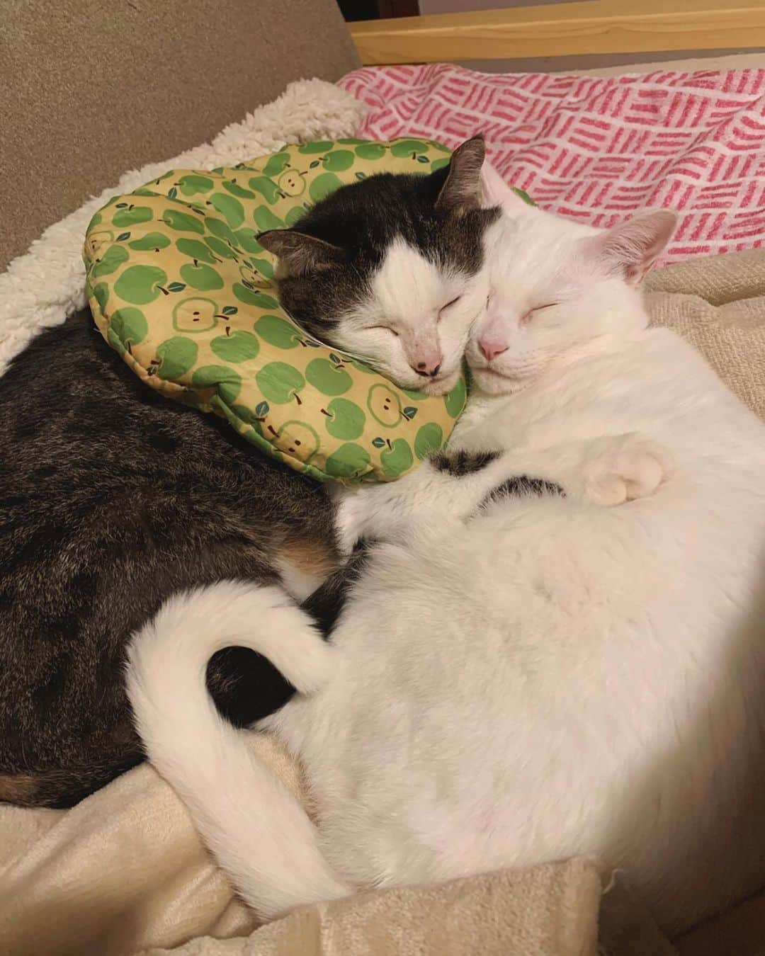 八、おこめさんのインスタグラム写真 - (八、おこめInstagram)「お母はんの夜なべ応援隊🚩 お母はんの隣に2人の好きな毛布で寝床作ってあげたら、応援する前にイチャついて寝た…w #八おこめ #ねこ部 #cat #ねこ #猫 #ネコ #仲良し寝 ♡♡」2月12日 2時37分 - naomiuno