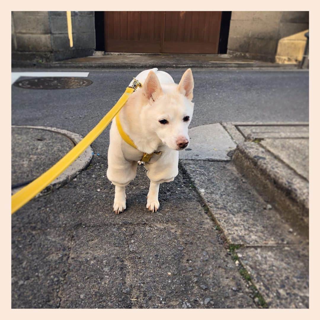 パンといっぴきのインスタグラム：「#元保護犬 #雑種犬 #crossbreed #mixdog #ミュッター」
