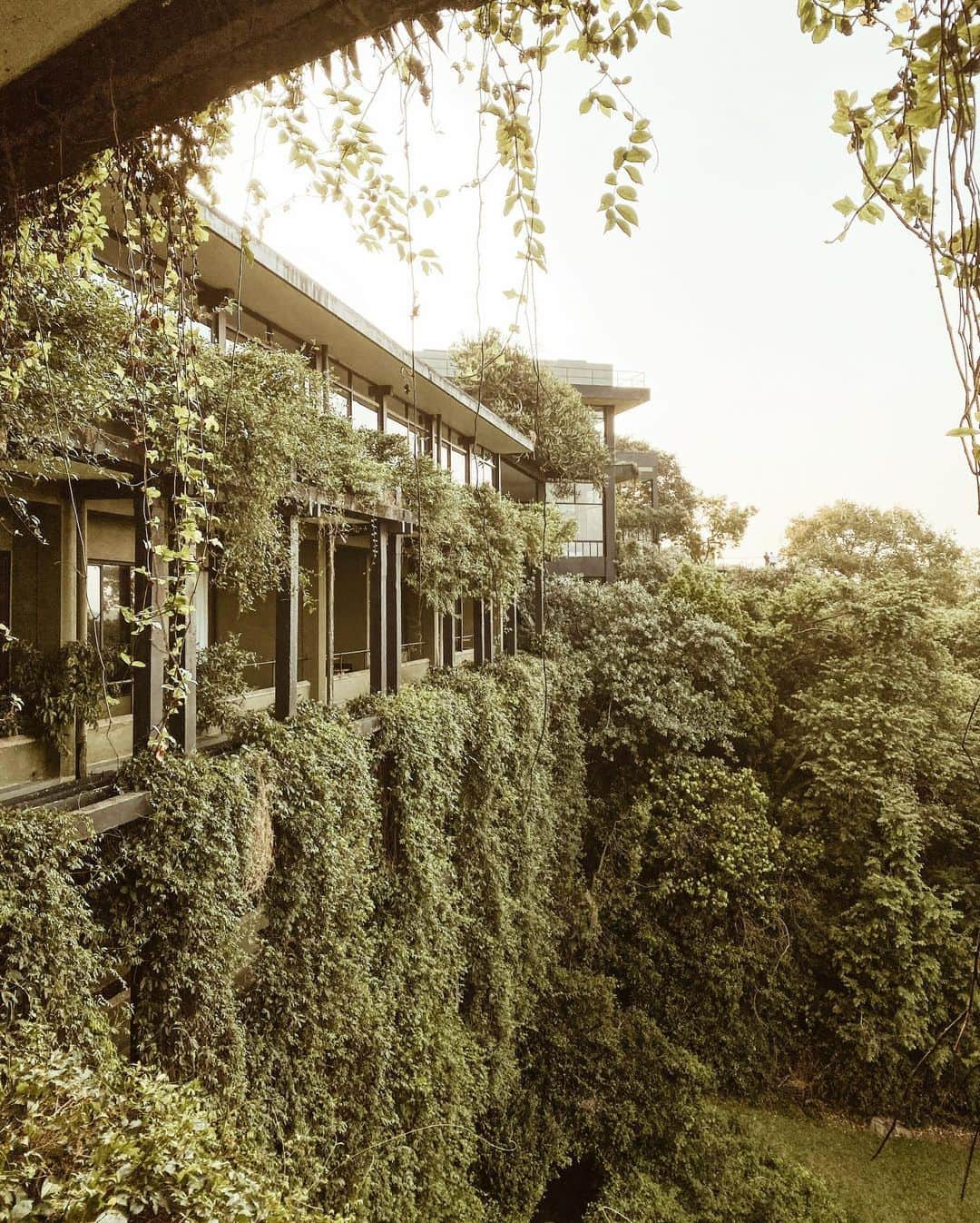 三浦大地さんのインスタグラム写真 - (三浦大地Instagram)「Heritance Kandalama @heritancehotelsandresorts  #srilanka #heritancekandalama #geoffreybawa #大地球散歩」2月11日 19時08分 - daichi_1127