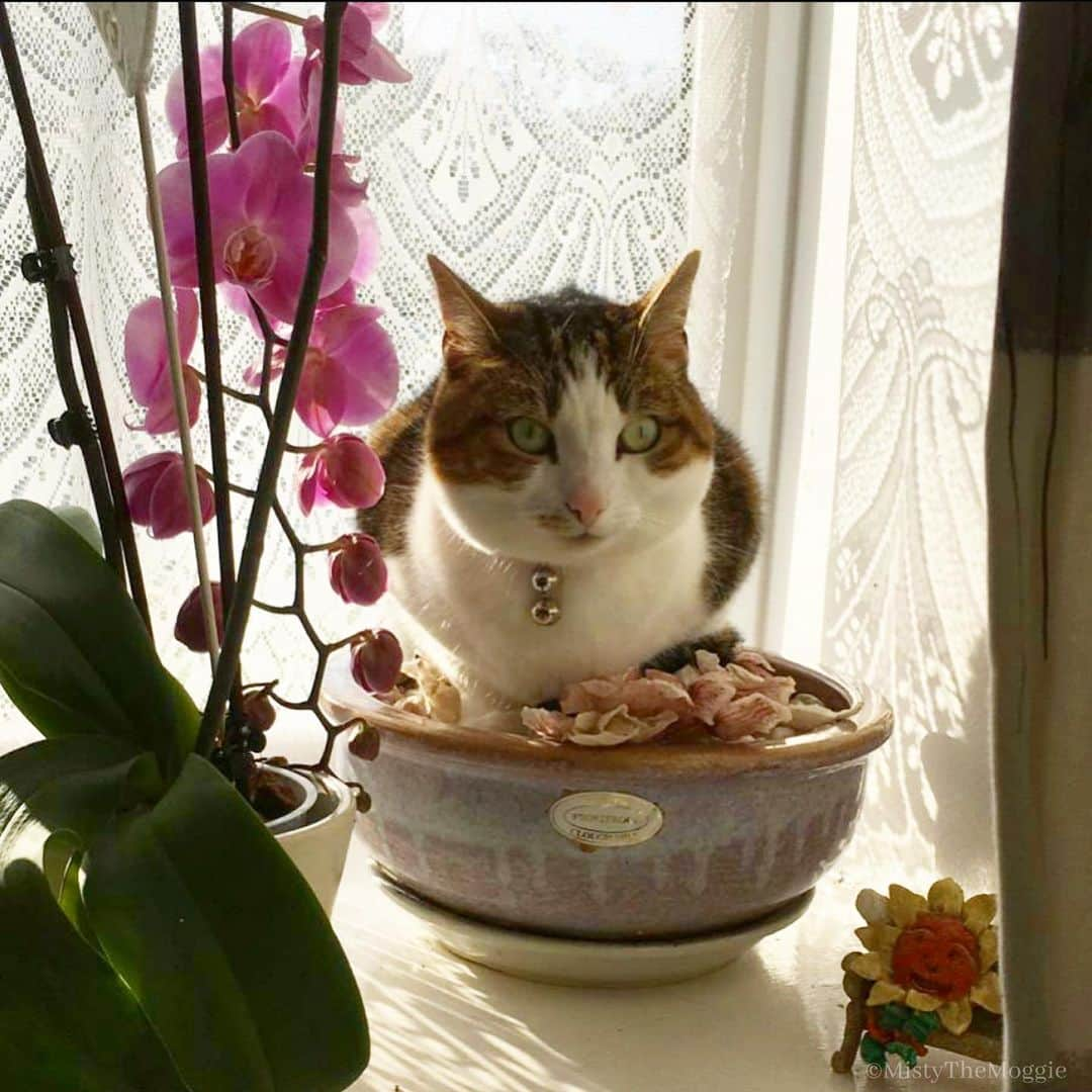 Misty The Moggieさんのインスタグラム写真 - (Misty The MoggieInstagram)「Nothing to see here. Just a flowercat in full bloom 🌸🌸」2月11日 19時10分 - mistythemoggie