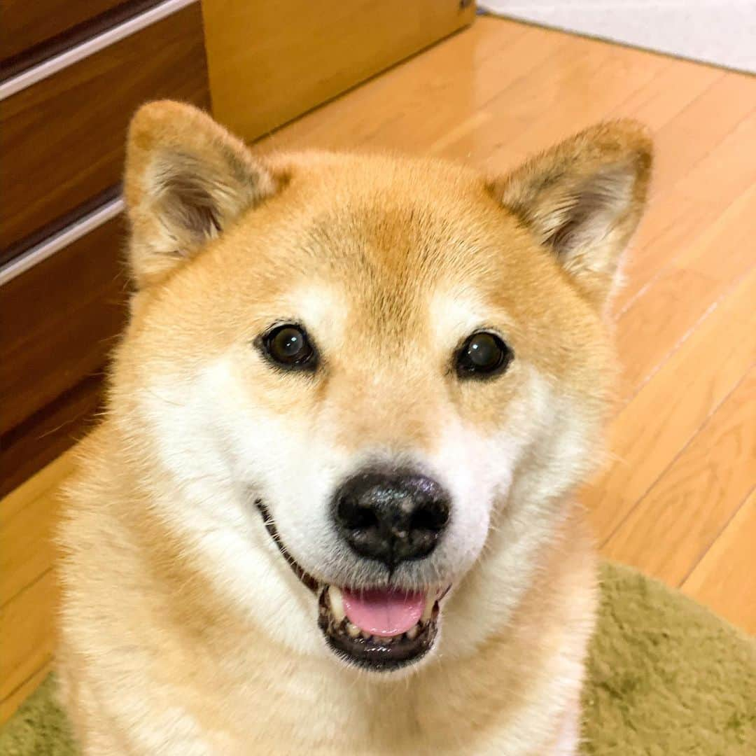 まる（まるたろう）さんのインスタグラム写真 - (まる（まるたろう）Instagram)「I am about to have dinner!✨🐶☺️✨もうすぐご飯の時間だよ〜 #ごはんだごはんだ #やっほっほ #大盛りごはんだ #やっほっほ」2月11日 19時40分 - marutaro